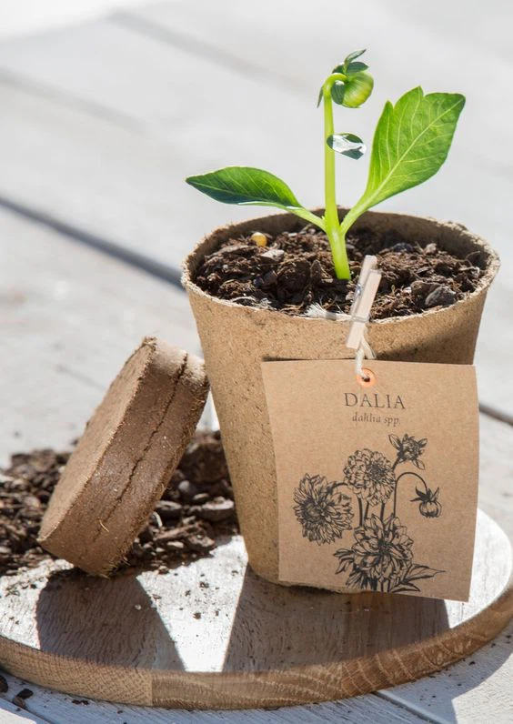 Biodegradable Nursery Pots 06 Biodegradable Nursery Pots 06